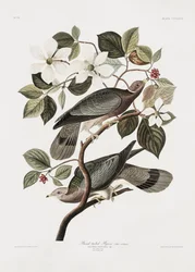Bandstjärtad duva ur Birds of America (1827)