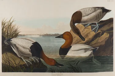 Canvas Backed Duck, 1836 (wc på papper)