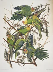 Carolina Parakeet, från "Birds of America"