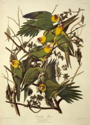 Carolina papegoja. Psittacus Carolinensis
