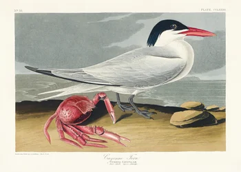 Cayenne-tärna ur *Birds of America* (1827)