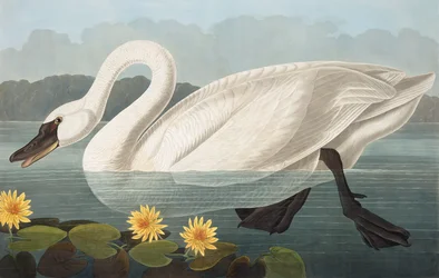 Common American Swan, Cygnus Americanus, från "The Birds of America" av John J. Audubon, pub. 1827-38
