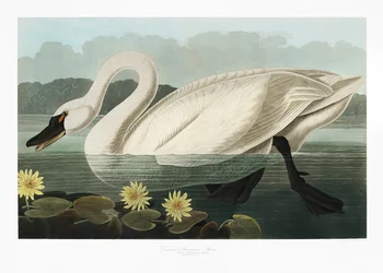 Amerikansk svan Ur *Birds of America* (1827)
