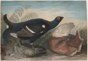 Engelska orrtuppar