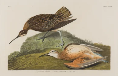 Esquimaux Curlew, 1834 (wc på papper)