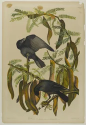 Fish Crow, tryckt av Julien Bien och publicerad av Roe Lockwood & Son, 1861 (kromolitografi)