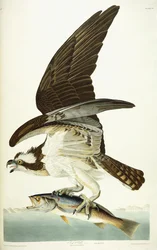 Fish Hawk, 1830