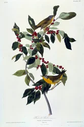 Blommor och fåglar Sidenmålning av John James Audubon (1780-1851) (ec.am.) 1826-1830. Paris, B.N.
