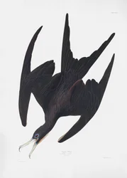 Fregattfågeln ”Pelican” ur *Birds of America* (1827)