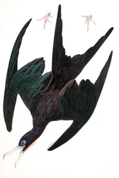 Fregattpelikan, Tachypetes Aquilis, från "The Birds of America" av John J. Audubon, pub. 1827-38 (handfärgad gravyr)