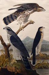 Goshawk, Stanley Hawk nr 29, 1830.