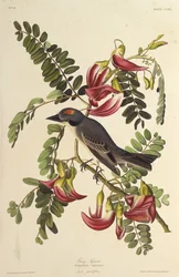 Grå tyrann. Från The Birds of America, 1827-1838.