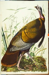 Great American Beck Male. Vild kalkon