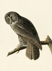 Great Cinereous Owl, Strix Nebulosa, från "The Birds of America" av John J. Audubon, pub. 1827-38