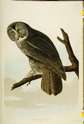 Great Cinereous Owl, från "The Birds of America"