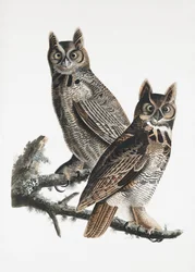 Stor hornuggla ur *Birds of America* (1827)