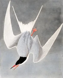 Stor tärna, Sterna Hirundo, från "The Birds of America" av John J. Audubon, pub. 1827-38