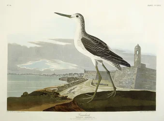 Greenshank, utsikt över St, 1835