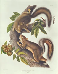 Harekorre (Sciurus Leoporinus)
