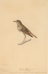 Eremittrast, 1820.