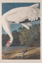 Hooping Crane, 1834