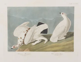 Illustration från "Birds of America"