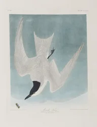 Illustration från "Birds of America"