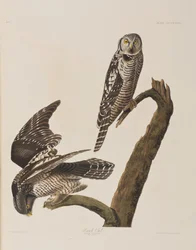 Illustration från "Birds of America"