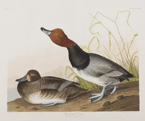 Illustration från "Birds of America"