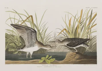 Illustration från "Birds of America"