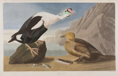Illustration från "Birds of America"