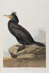 Illustration från "Birds of America"