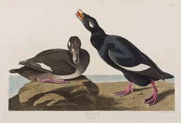 Illustration från "Birds of America"