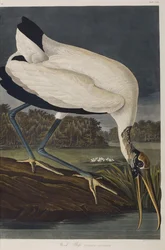 Illustration från "Birds of America"