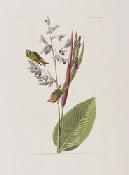 Illustration från "Birds of America"