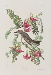 Illustration från "Birds of America"