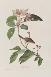 Illustration från "Birds of America"