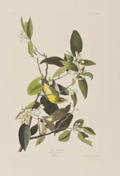 Illustration från "Birds of America"