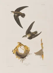 Illustration från "Birds of America"
