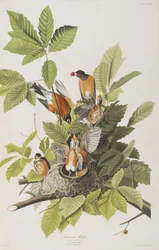 Illustration från "Birds of America"