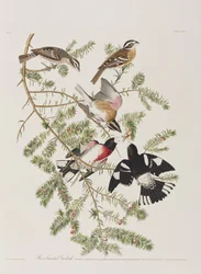 Illustration från "Birds of America"