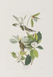 Illustration från "Birds of America"