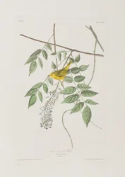 Illustration från "Birds of America" (Fåglar i Amerika)