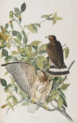 Illustration från "Birds of America"