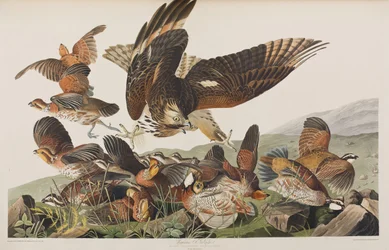 Illustration från "Birds of America"