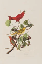 Illustration från "Birds of America"