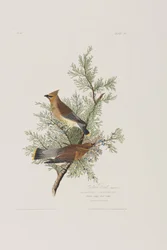Illustration från "Birds of America"