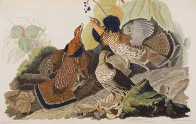 Illustration från "Birds of America"