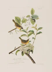 Illustration från "Birds of America"