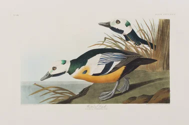 Illustration från "Birds of America"